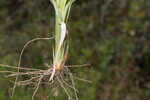 Saltmarsh fingergrass